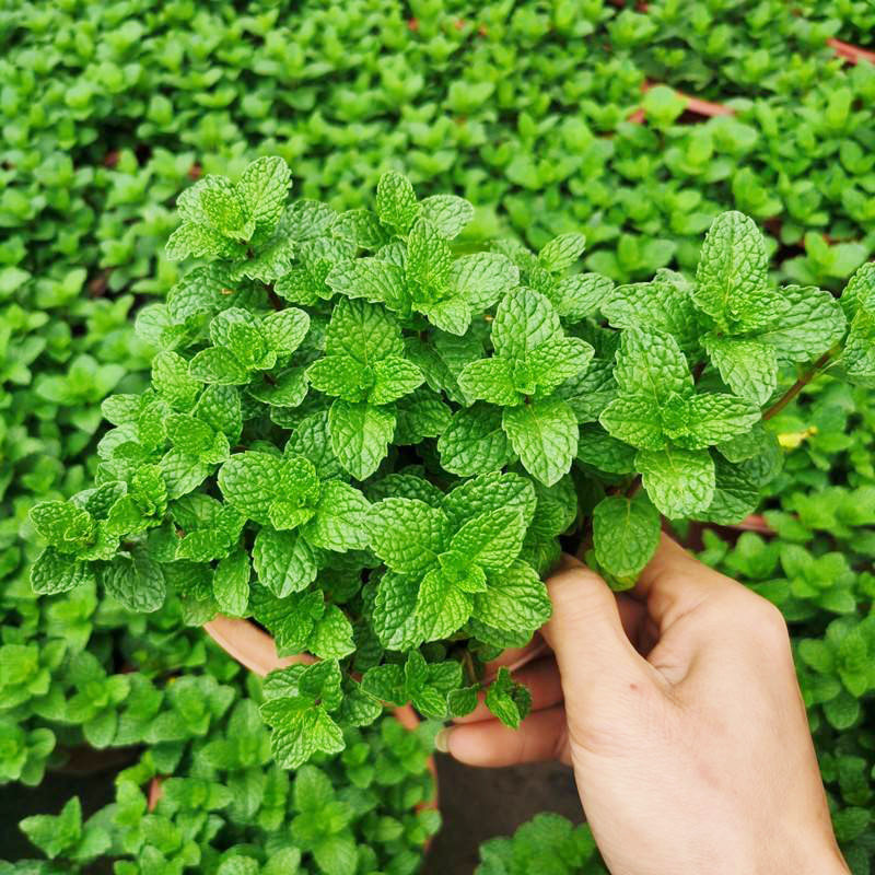 河南十香菜种子石香菜种籽孑驱蚊食用鱼香菜草阳台植物盆栽蔬菜孑