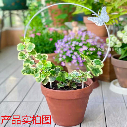 特大号口径高圆形红陶土花盆带底孔大型绿植花盆客厅落地透气花盆 - 图0