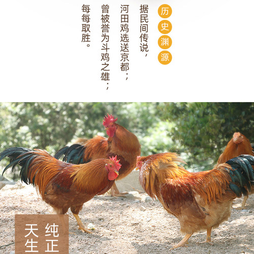 金润源长汀河田鸡农家散养老阉鸡新鲜现杀走地鸡土鸡草鸡老公鸡 - 图2