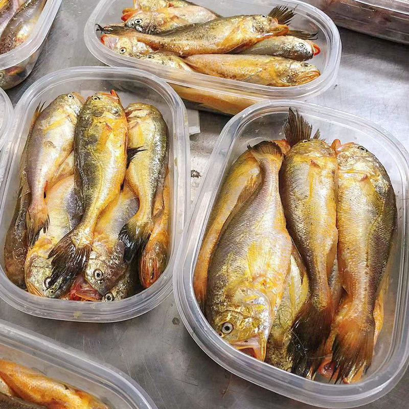 新鲜舟山梅童鱼冷冻大头梅童鱼小梅子鱼东海海鲜宁波大头宝鱼特大,淘宝优惠券,粉丝福利购,淘宝优惠卷