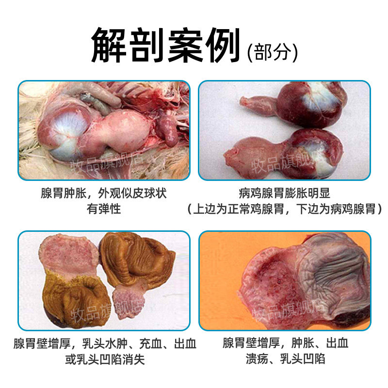 牧品腺胃炎鸡消瘦拉稀鸡痘兽用药鸡腺胃炎套餐便肠炎增免消炎禽用