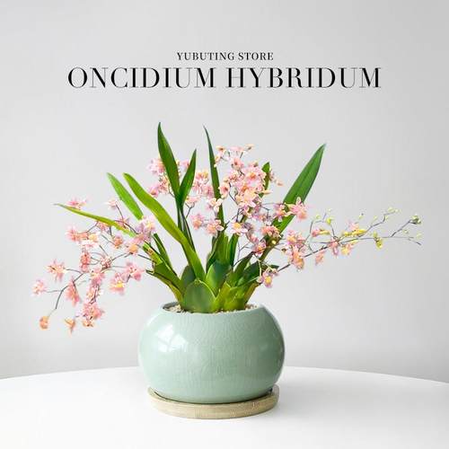 香水文心兰盆栽带花苞梦香兰兰花植物办公室桌面绿植花卉盆景四季 - 图0