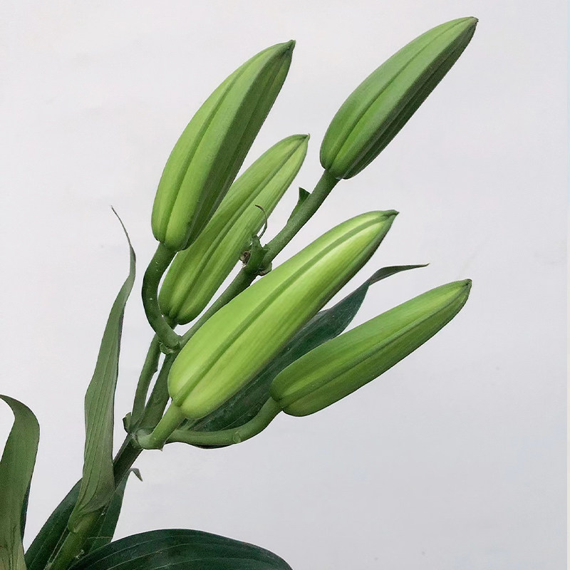 A级西伯利亚百合多头香水百合鲜花大头瓶插花束顺丰云南基地直发,淘宝优惠券,粉丝福利购,淘宝优惠卷