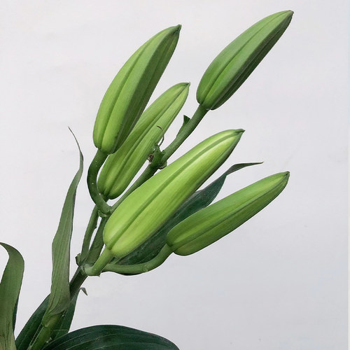 A级西伯利亚百合多头香水百合鲜花大头瓶插花束顺丰云南基地直发 - 图3