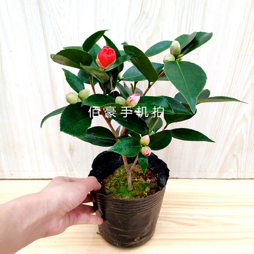 五色赤丹茶花盆栽白底 带花苞室内植物 阳台花卉庭院绿植大棵精选 - 图1