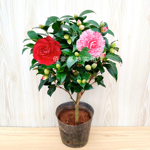 五色赤丹茶花盆栽白底 带花苞室内植物 阳台花卉庭院绿植大棵精选 - 图2