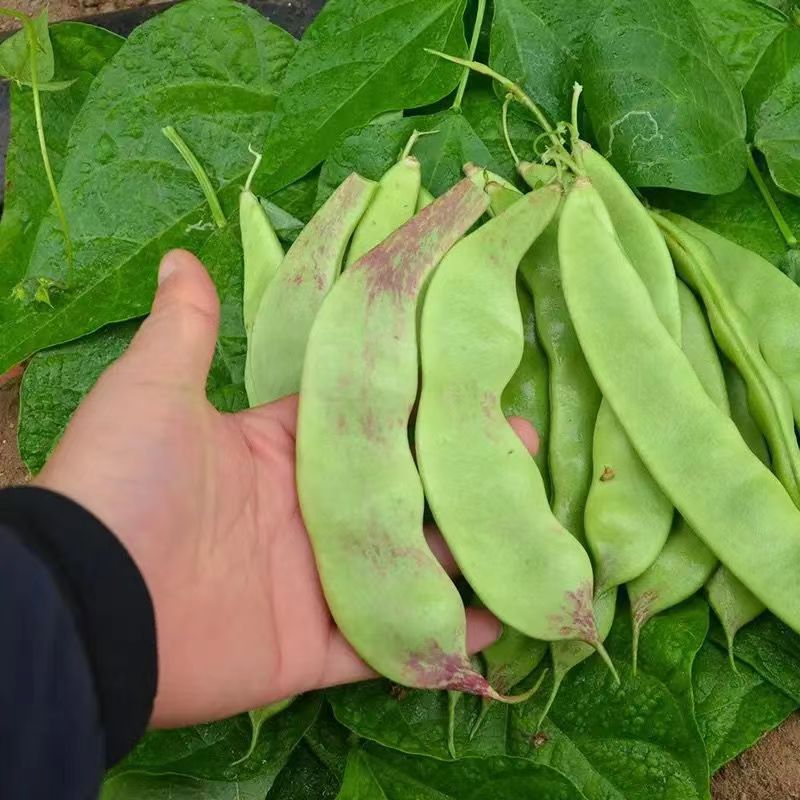 正宗东北油豆角新鲜蔬菜一点红豆角九月青面豆角开锅烂现摘包邮-图1