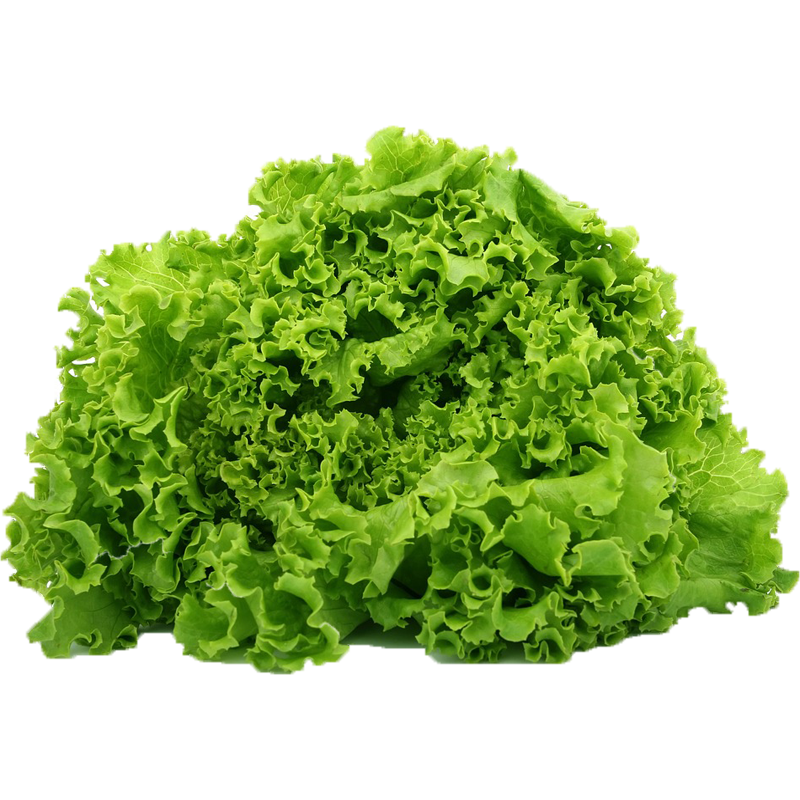 【千牛优福】罗莎绿5-10斤花边生菜花叶新鲜蔬菜沙拉包烤肉食材,淘宝优惠券,粉丝福利购,淘宝优惠卷