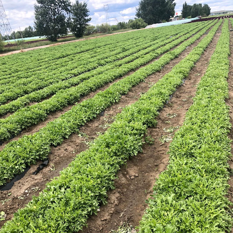 【千牛优福】苦叶生菜500g新鲜蔬菜苦菊苦细叶沙拉食材狗牙菜苦苣 - 图1