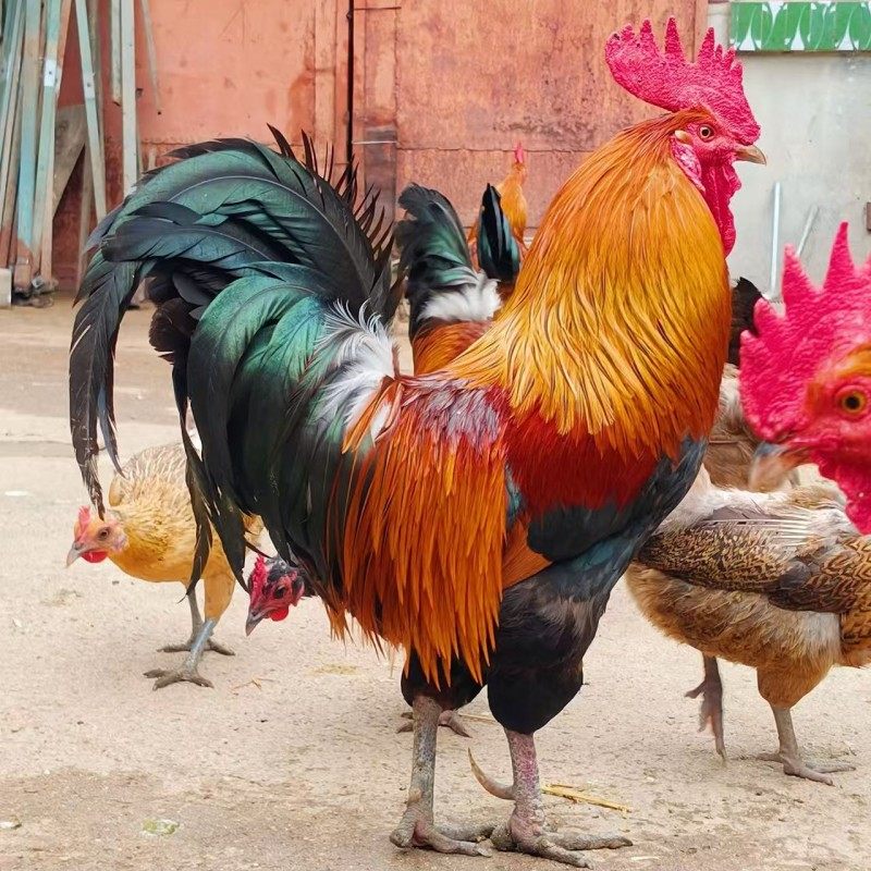 正宗怒晴鸡苗小鸡活体黄金五彩鸡苗小鸡活苗宠物鸡活苗观赏鸡包邮,淘宝优惠券,粉丝福利购,淘宝优惠卷