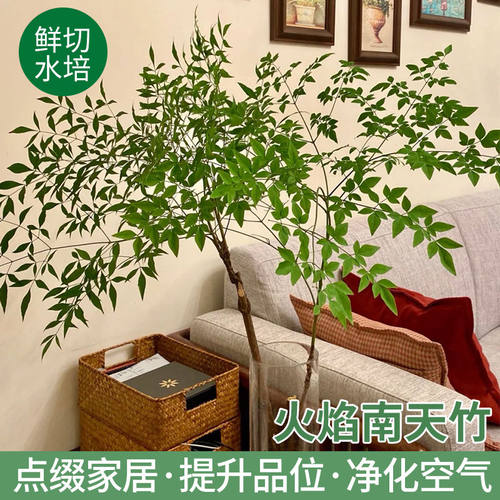 南天竹鲜切南天竹鲜花水养插花火焰红绿植物平替日本吊钟马醉木树