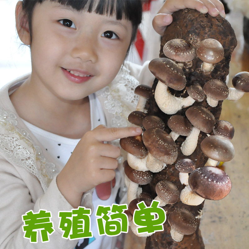 平菇蘑菇菌包菌棒种植食用种植香金针种植菌包种植袋阳台网红包邮,淘宝优惠券,粉丝福利购,淘宝优惠卷