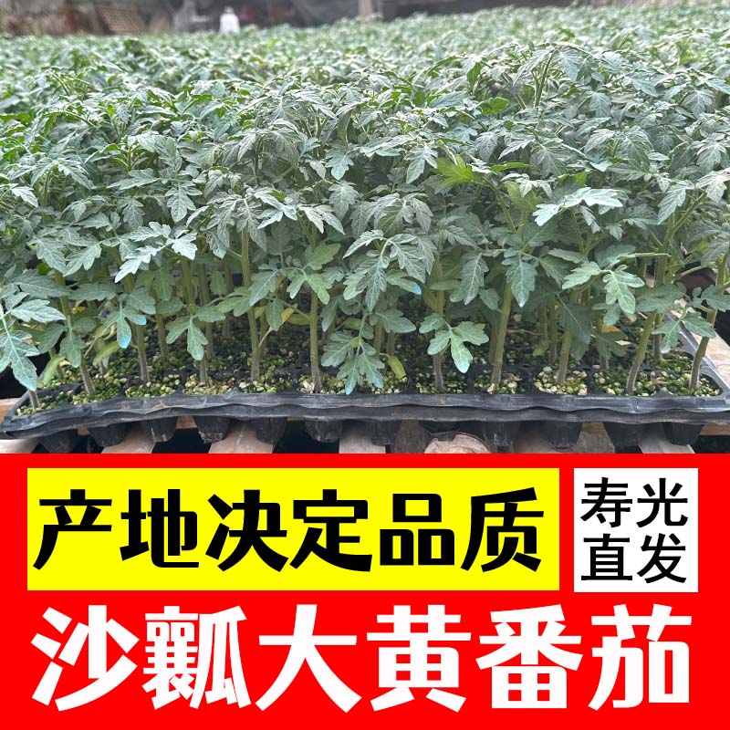 大黄柿子番茄苗种子番茄苗子秧四季水果菜苗种苗圣女果苗西红柿-图0