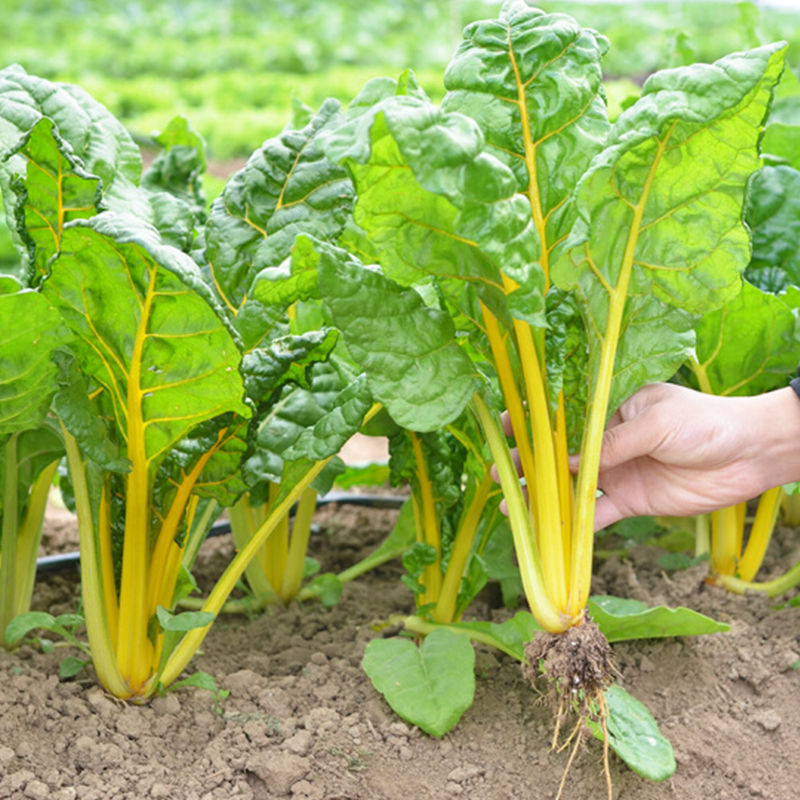 各种叶菜类种子四季蔬菜种子阳台庭院香菜豆角辣椒生菜黄瓜草莓白 - 图1