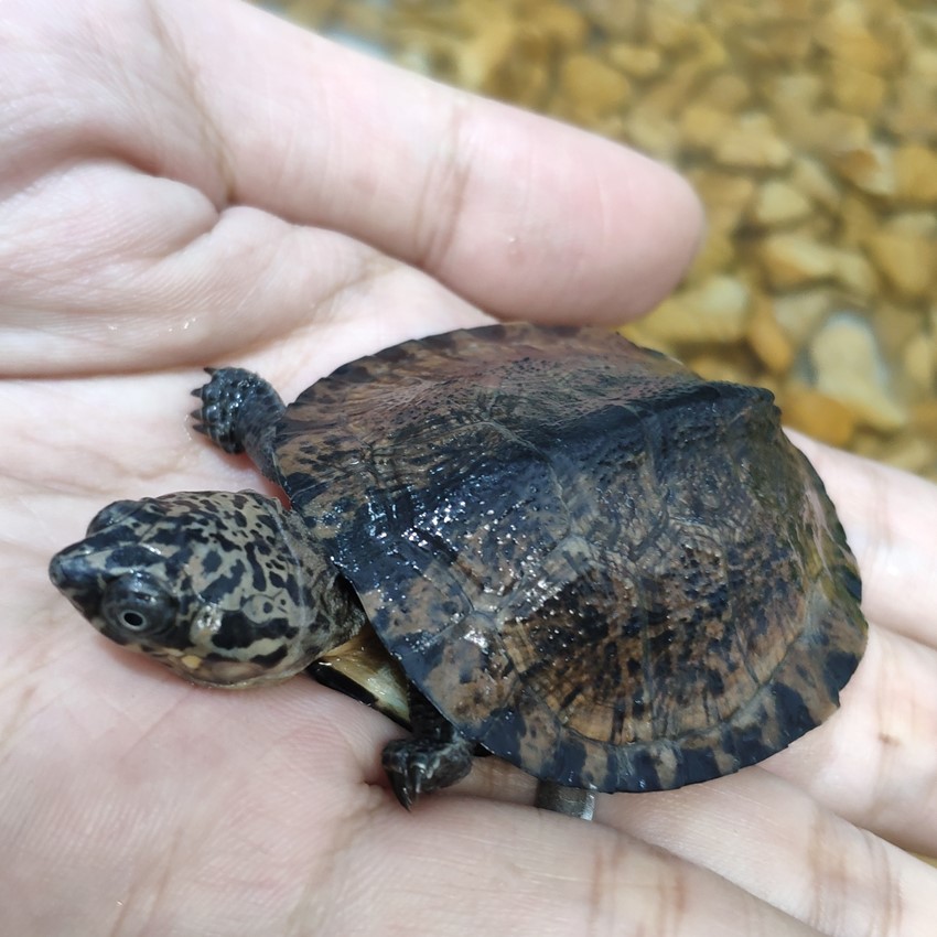 西非侧颈龟 沼泽侧颈龟 棱背东非深水长颈热带观赏龟中山龟宠之家 - 图2