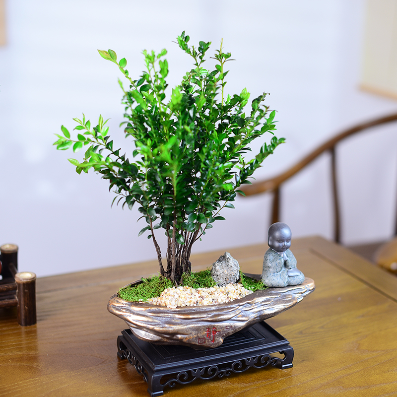 小叶紫檀盆栽黑骨茶室内绿植办公茶室中式禅意办公室盆景观赏植物 - 图0