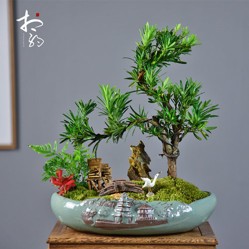 招财树盆景常青发财树盆栽罗汉松植物室内富贵竹绿植四季好养花卉 - 图1