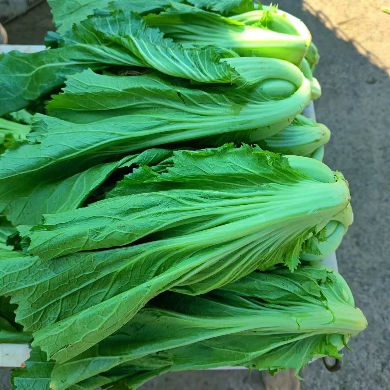 贵州高山新鲜现砍青芥菜农家自种当季大叶包心芥菜可做泡酸菜蔬菜,淘宝优惠券,粉丝福利购,淘宝优惠卷