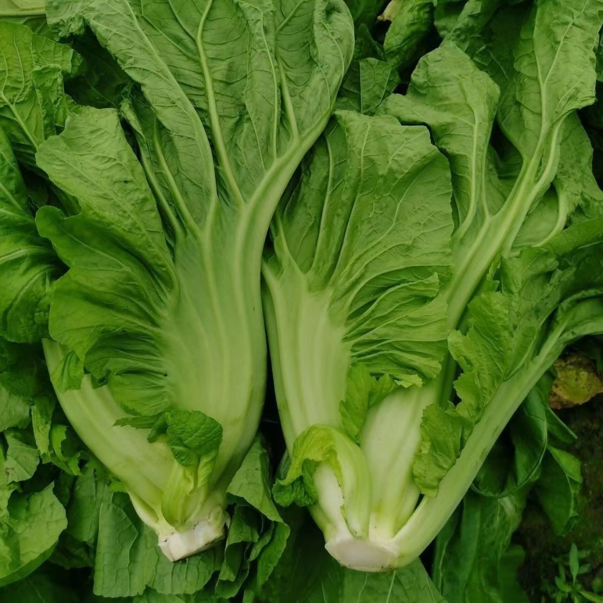 贵州高山新鲜现砍青芥菜农家自种当季大叶包心芥菜可做泡酸菜蔬菜,淘宝优惠券,粉丝福利购,淘宝优惠卷