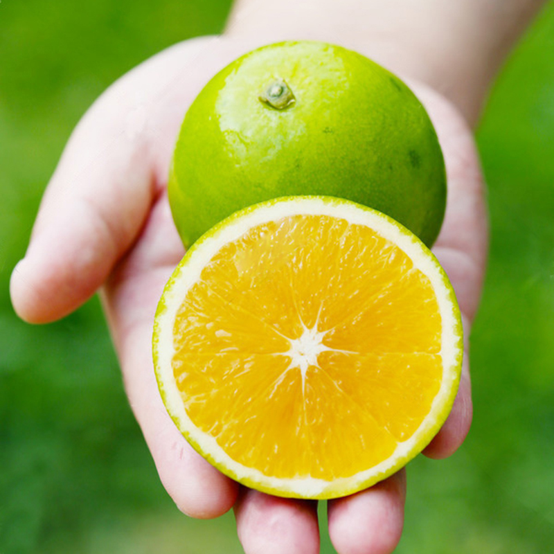 Rock Tang Orange Freshly Picked Yunnan Oranges