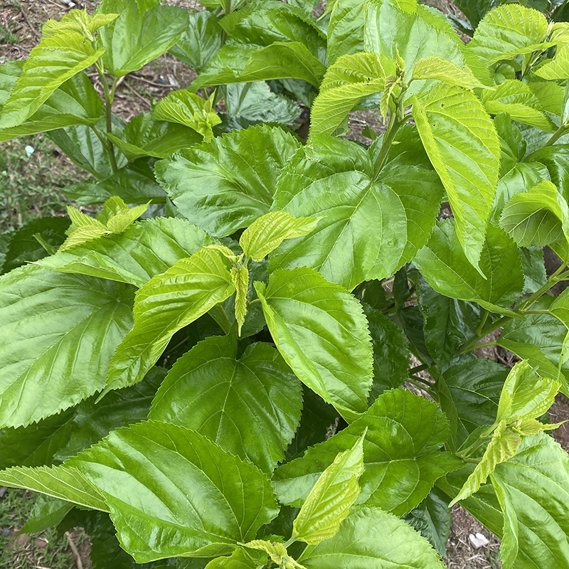 成都发货新鲜嫩桑叶养蚕饲料喂蚕宝宝食物绿色叶子小蚕大蚕桑叶 - 图1