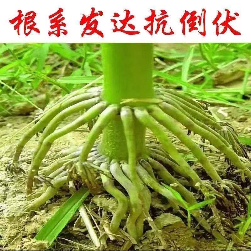 国审大棒玉米种子大全郑单958农科院新品培植高产高抗包谷种矮杆,淘宝优惠券,粉丝福利购,淘宝优惠卷