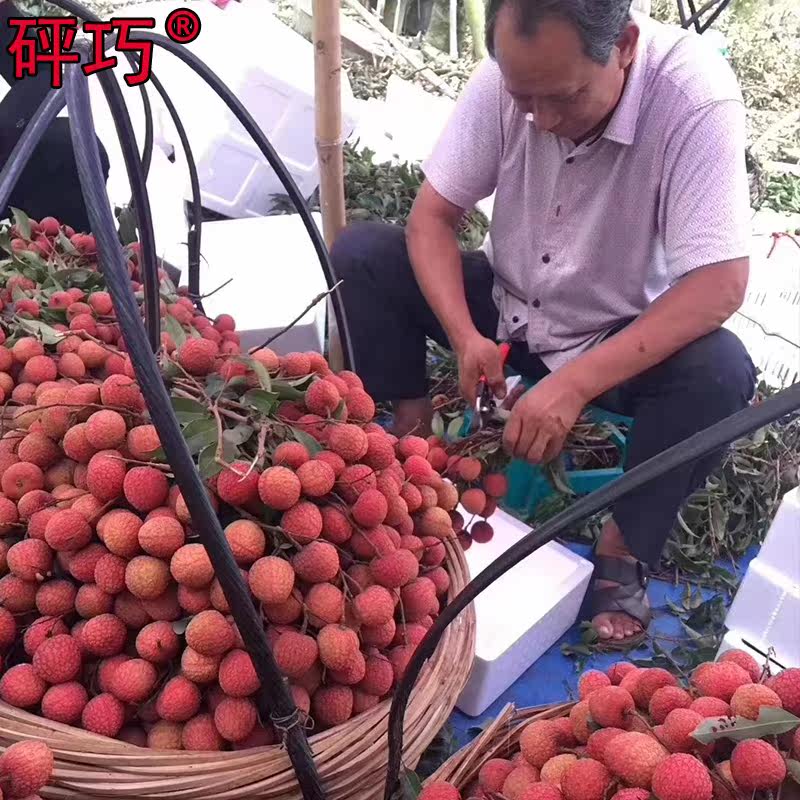 严选新货桂味荔枝干500g滋劦枝干 冠趣食品荔枝干