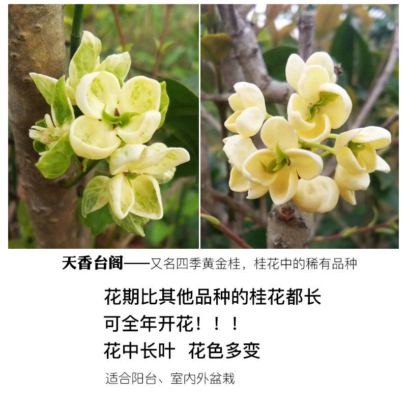 天香台阁四季金桂开花易存活矮桩浓香花卉盆栽室内阳窗台庭院盆栽-图1