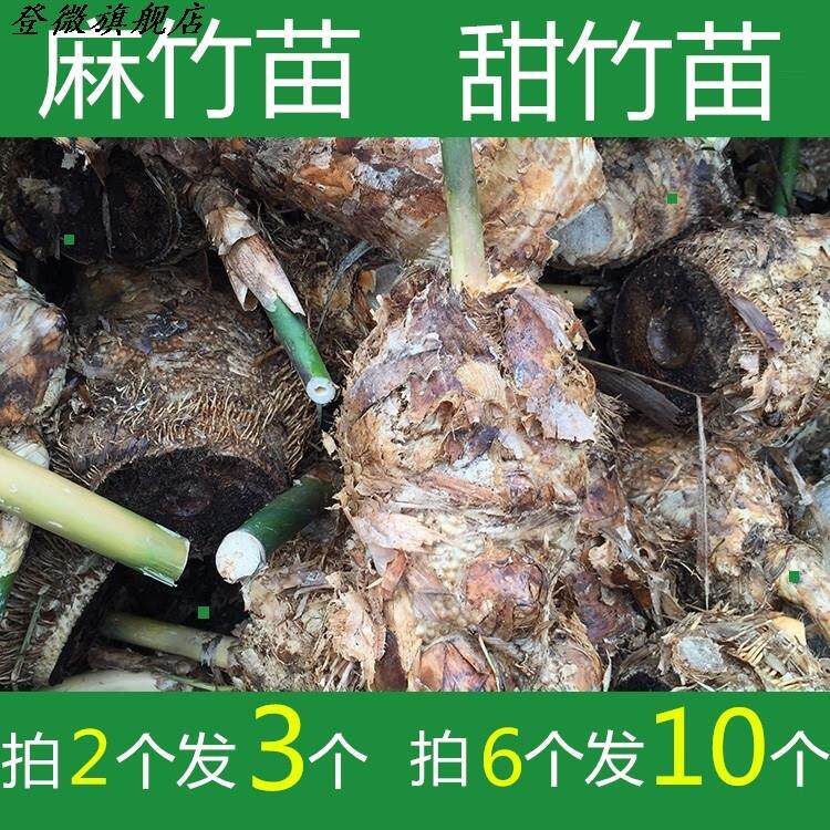 台湾笋 新人首单立减十元 21年8月 淘宝海外