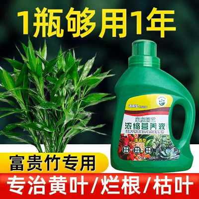 富贵竹水培植物客厅摆设盆栽绿植花卉植物室内花水养绿萝箩观音竹-图0