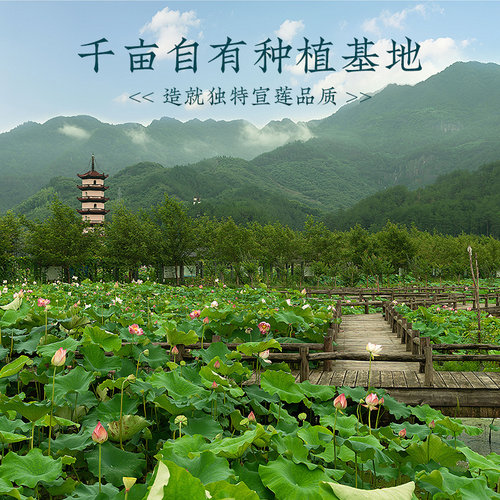 宣平贡莲白莲子干货500g软糯免泡去芯一级武义莲子宣莲无芯无熏硫 - 图3