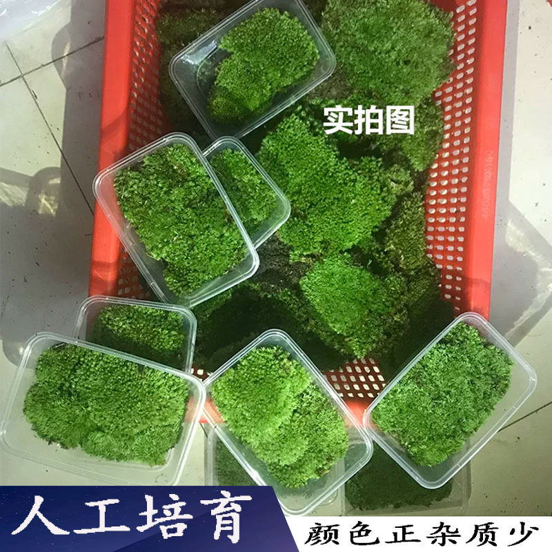 青苔苔藓植物鲜活白发藓生态瓶微景观diy盆栽室内兰花假山造景新 - 图2