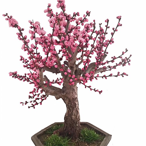 原生梅花树苗室内外耐寒绿植花卉腊梅老桩朱砂红梅大盆景梅花盆栽 - 图3