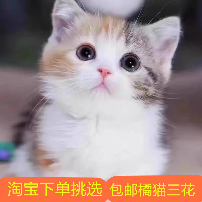 中华田园猫橘猫幼崽活体狸花猫纯白猫纯黑猫三花家猫奶牛猫捕鼠猫 - 图2