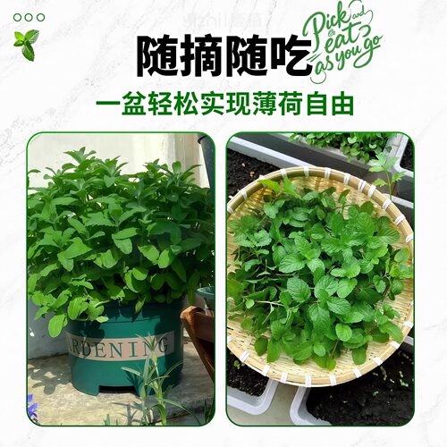 可食用柠檬薄荷盆栽大苗室内香草迷迭香紫苏常绿罗勒苹果食用薄荷 - 图1