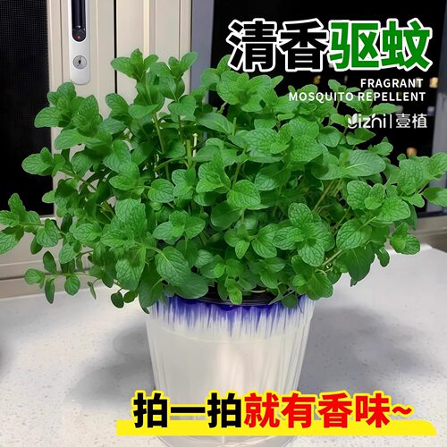 可食用柠檬薄荷盆栽大苗室内香草迷迭香紫苏常绿罗勒苹果食用薄荷 - 图0