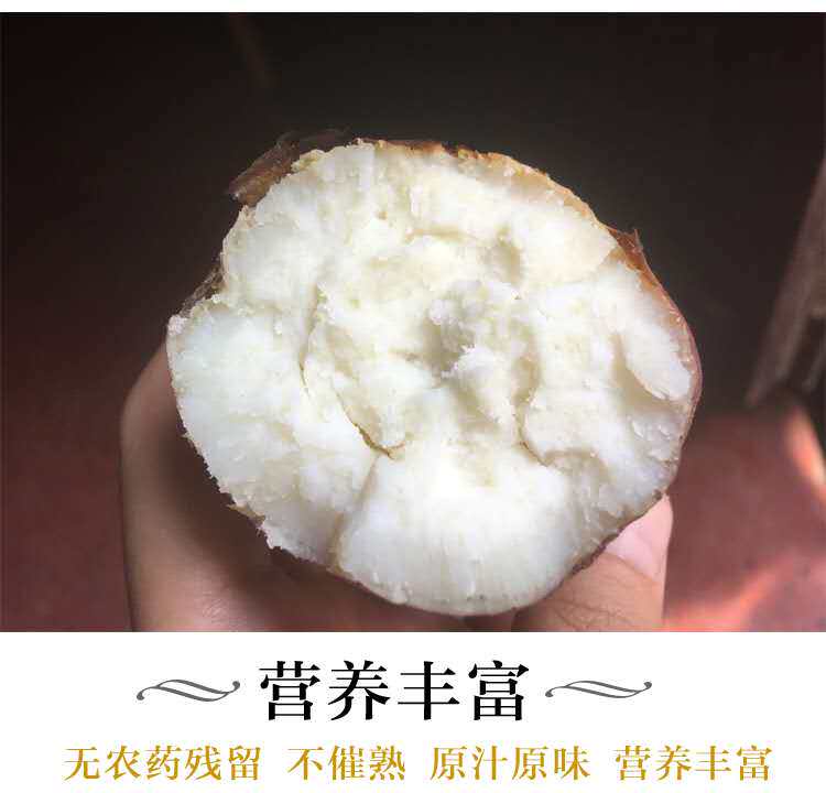 白心新鲜板栗河南特产5斤装10白薯 语稞番薯