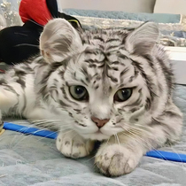 Pure Breed Bengali Leopard Cat Cub Living Things Leopard Cat Young Cat Racing Class Bi Pedigi Abiniya Cat Devin Cat