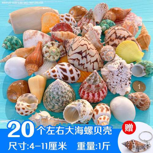 天然贝壳海螺海星珊瑚手工diy打孔鱼缸造景装饰卷贝鱼寄居蟹用壳 - 图0