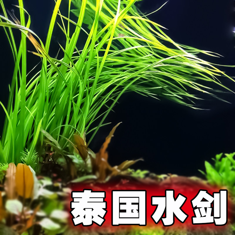 迷你水兰水草苦草椒草原生溪流鱼缸造景套餐懒人阴性水下淡水植物_虎窝淘