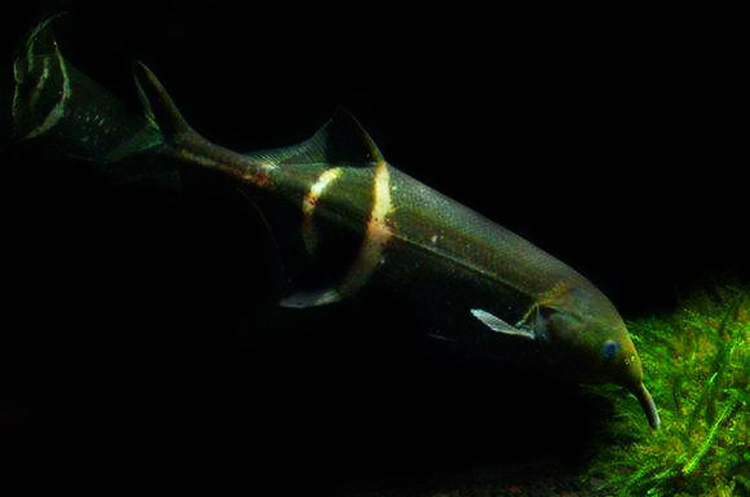 实体店铺 非洲象鼻鱼观赏鱼淡水海豚鱼热带宠物鱼缸水族活体鱼
