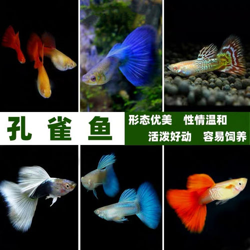 包邮孔雀鱼热带鱼小型观赏鱼凤尾鱼冰蓝孔雀美国全红胎生鱼易繁殖 - 图1