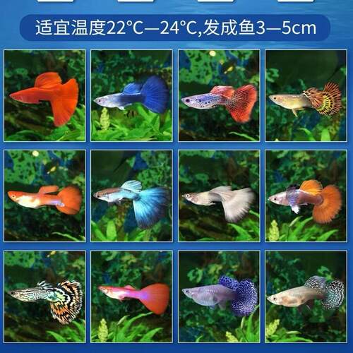 包邮孔雀鱼热带鱼小型观赏鱼凤尾鱼冰蓝孔雀美国全红胎生鱼易繁殖 - 图0