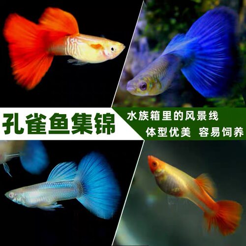 包邮孔雀鱼热带鱼小型观赏鱼凤尾鱼冰蓝孔雀美国全红胎生鱼易繁殖 - 图2