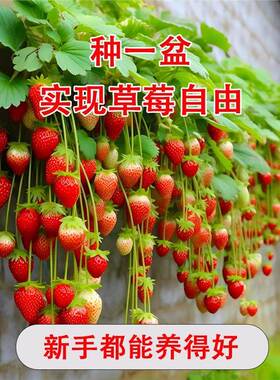 草莓苗四季奶油带土叶阳