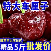 Shun Feng Chile Import Che Centily Fresh Fruit 5 Catties When Season Great Cherry 3Jj Pregnant Woman Whole Original Box Gift Box