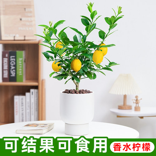 香水柠檬树盆栽可食用绿植老桩树苗花卉植物室内客厅阳台四季好养 - 图1
