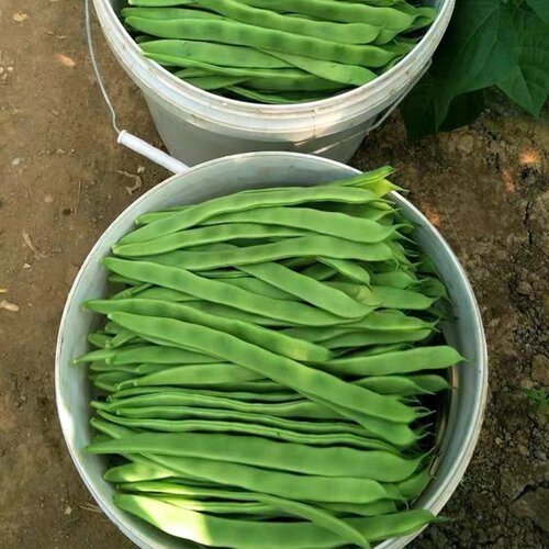 荷兰玉龙三扁二扁窄条宽芸豆四季豆种子早熟耐寒春秋种植架豆包邮 - 图2