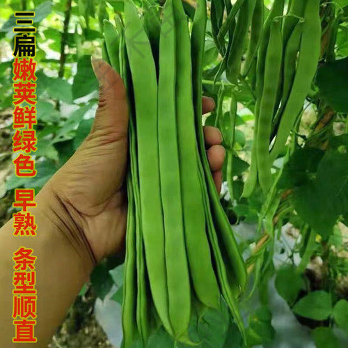 荷兰玉龙三扁二扁窄条宽芸豆四季豆种子早熟耐寒春秋种植架豆包邮 - 图1