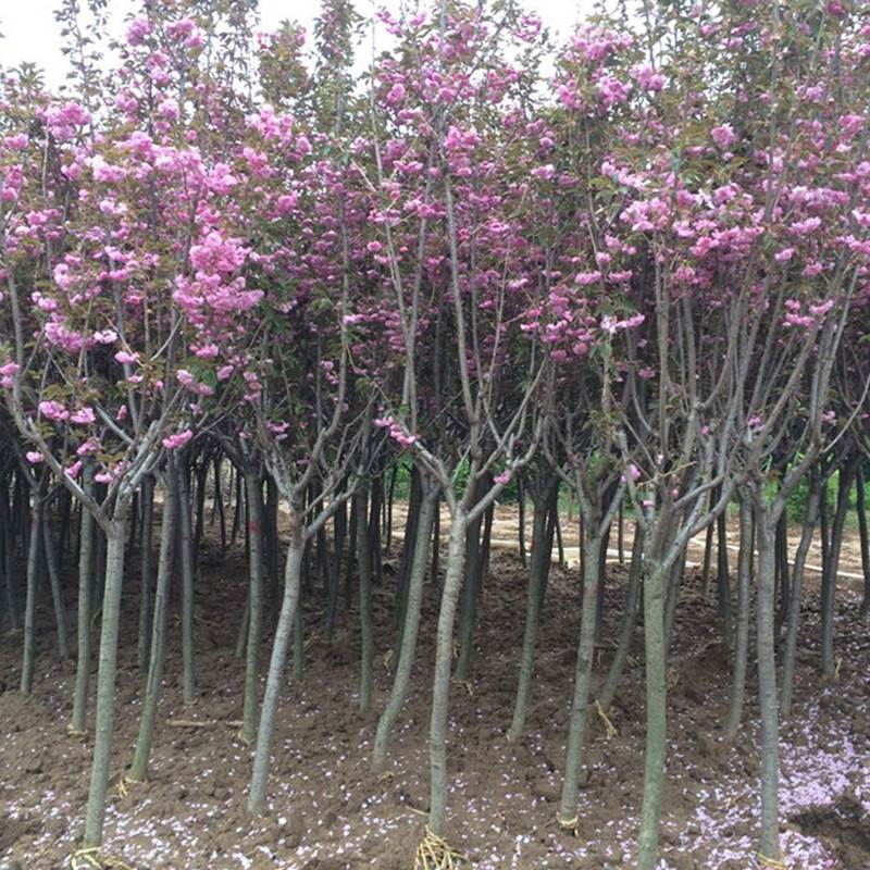 正宗日本樱花树苗庭院晚樱种植风景树盆栽植物景观树绿化苗木包邮-图1